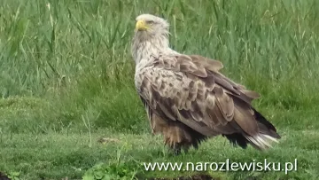 Rejs tramwajem wodnym Wodniczka lub Szuwarka po Krainie44 wysp