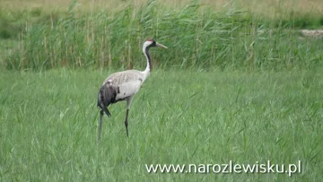 Rejs tramwajem wodnym Wodniczka lub Szuwarka po Krainie44 wysp