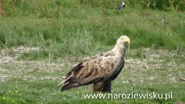 Rejs tramwajem wodnym Wodniczka lub Szuwarka po Krainie44 wysp